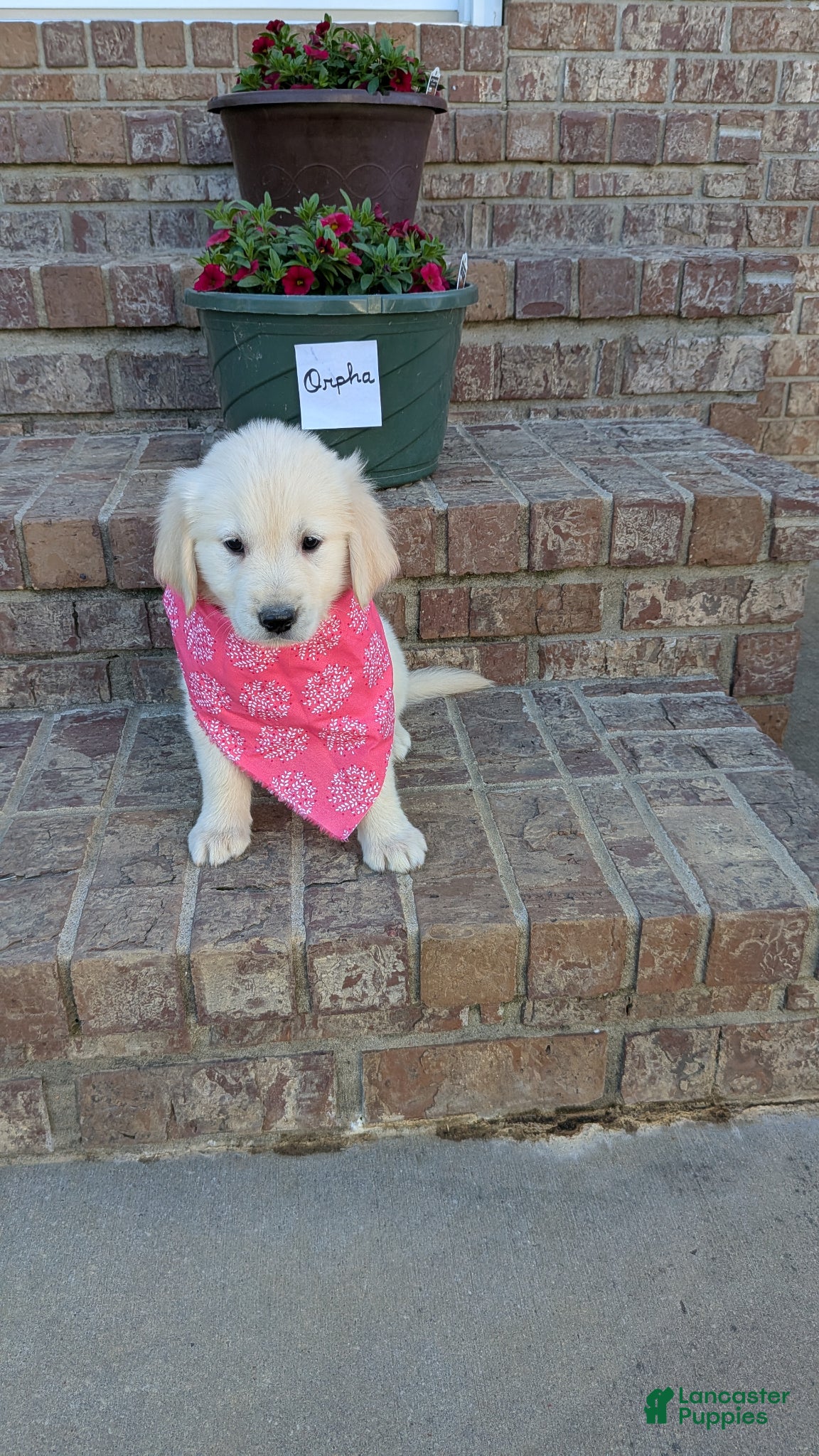 Golden Retriever dogs Orpha, AKC - Ad 41