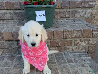 Golden Retriever dogs Orpha, AKC - Ad 41