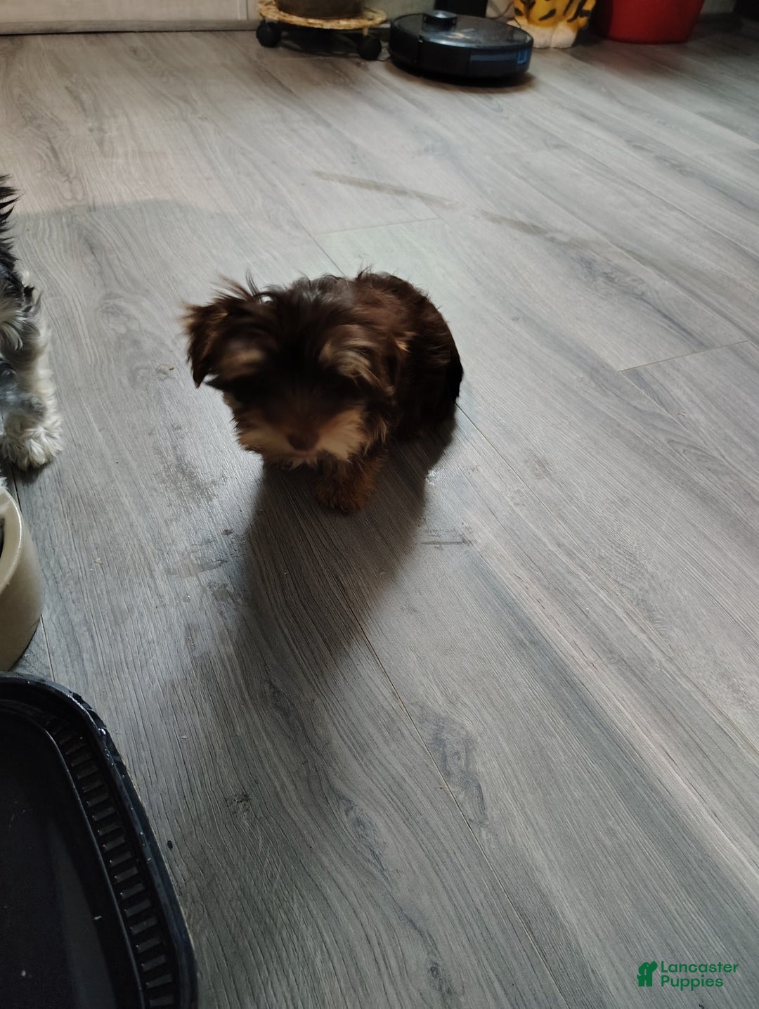 Yorkshire Terrier dogs for sale: Yorkshire Terrier Puppy 1 - Ad 1