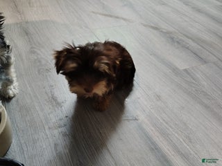 Yorkshire Terrier dogs Yorkshire Terrier Puppy 1 - Ad 10