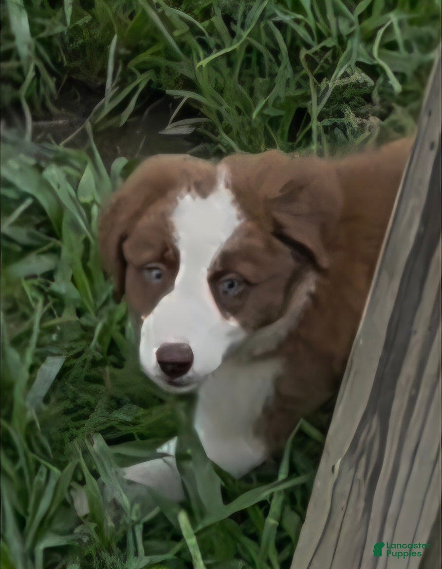 Border Collie dogs Border Collie 3 - Ad 2