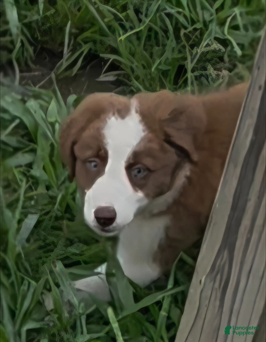 Border Collie dogs for sale: Border Collie 3 - Ad 2