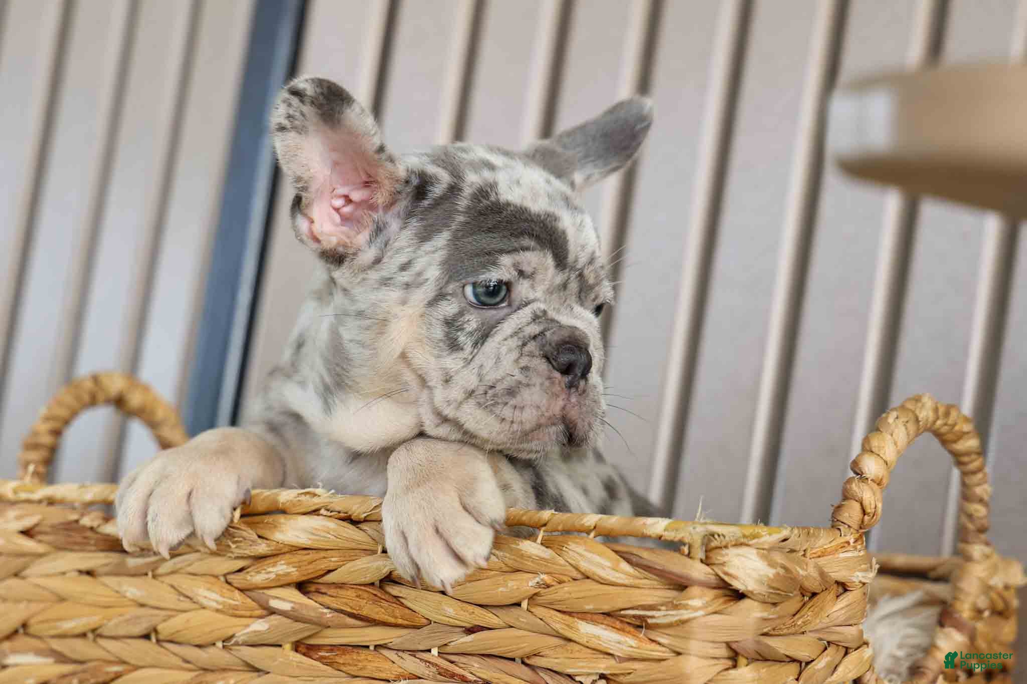 French Bulldog dogs Memphis  - Ad 1