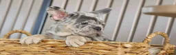 French Bulldog dogs for sale: Memphis  - Ad 4