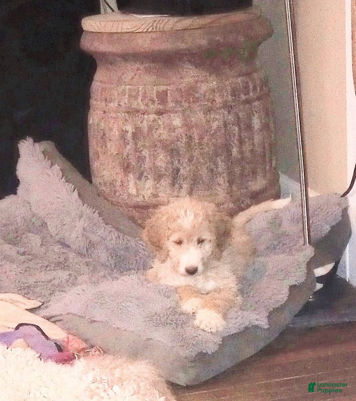 Mini Bernedoodle dogs Amber - Ad 1