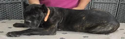 Cane Corso dogs for sale: Orange Girl - Ad 4