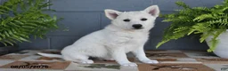Mixed Breed dogs for sale: Pearl - Ad 3