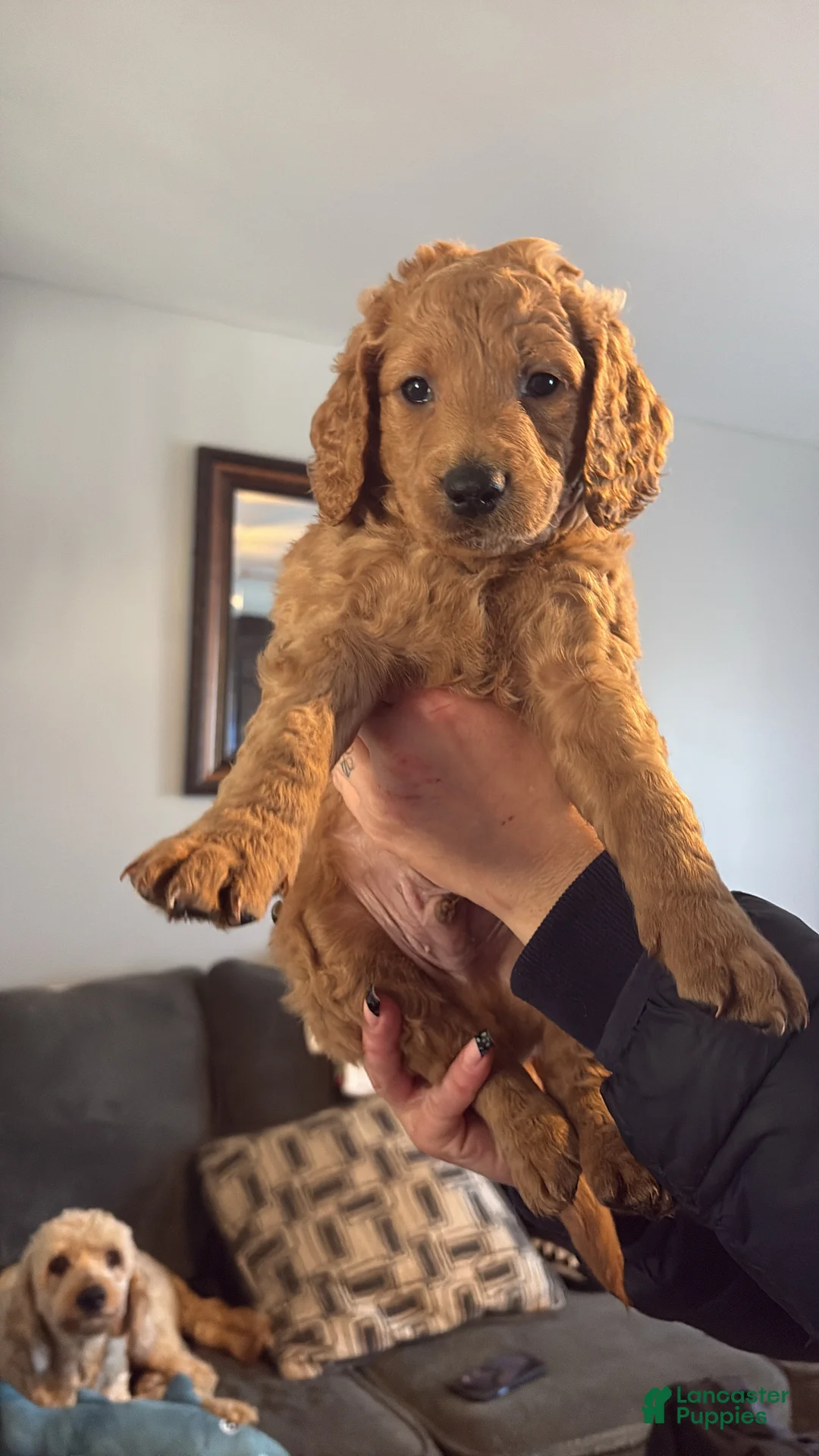 Mini Goldendoodle dogs for sale: Mini Goldendoodle Puppy 2 - Ad 1