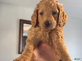 Mini Goldendoodle dogs Mini Goldendoodle Puppy 2 - Ad 37