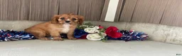 Cavalier King Charles Spaniel dogs for sale: Hunter Cavalier King Charles Spaniel  - Ad 5