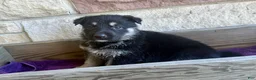 German Shepherd dogs for sale: MJ - Ad 11