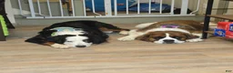 Mixed Breed dogs for sale: Mr Black 🖤 - Ad 8