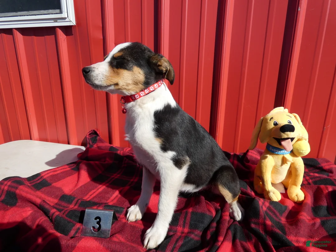 Australian Shepherd dogs for sale: Australian Shepherd Puppy 3 - Ad 2