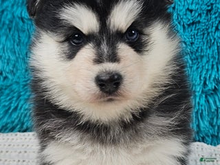 Pomsky dogs Callie - Ad 18