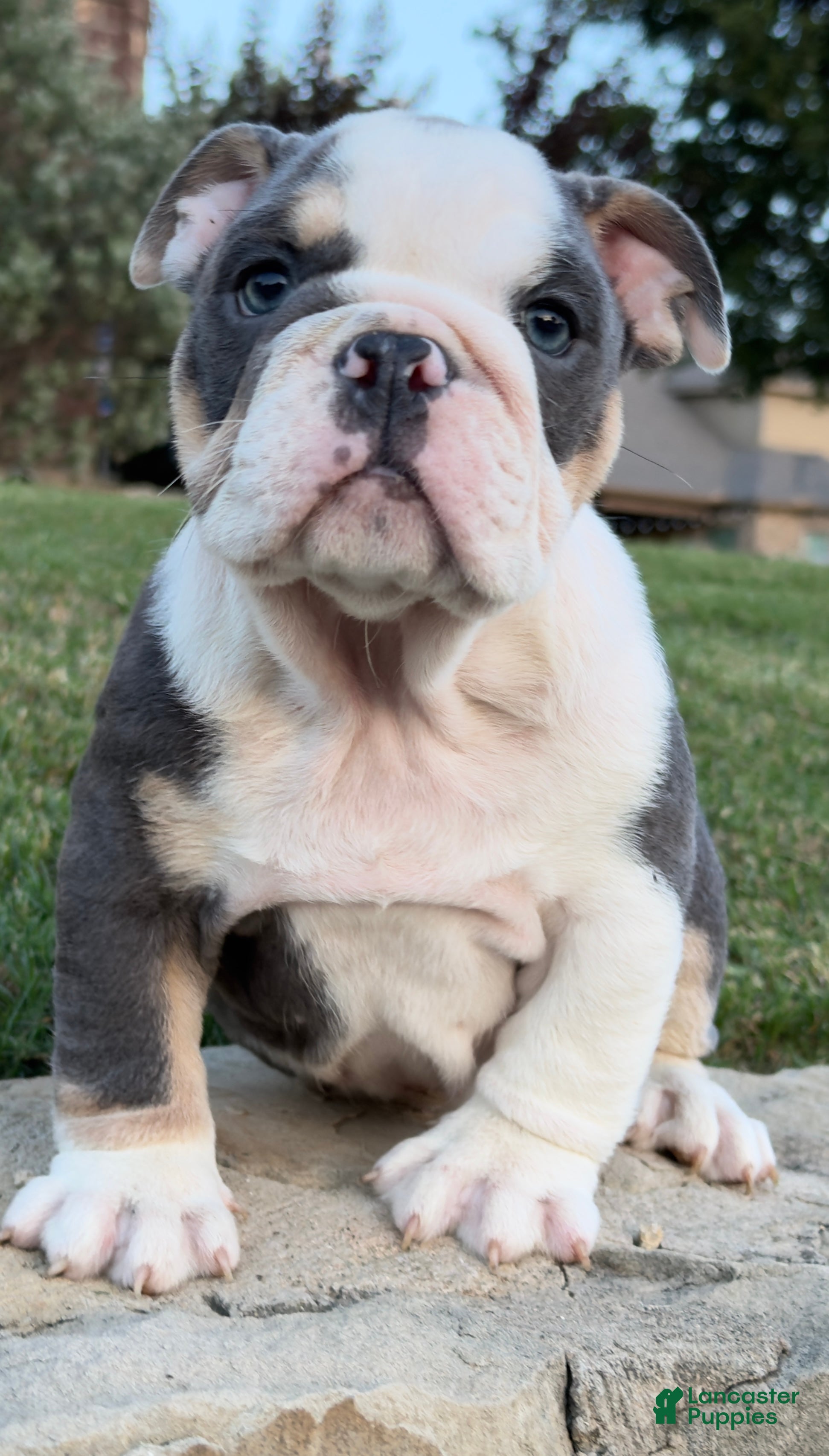 English Bulldog dogs Yoda - Ad 1
