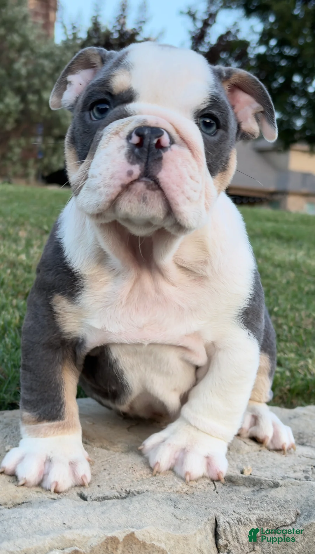 English Bulldog dogs for sale: Yoda - Ad 1