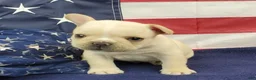 French Bulldog dogs for sale: Keoki - Ad 12