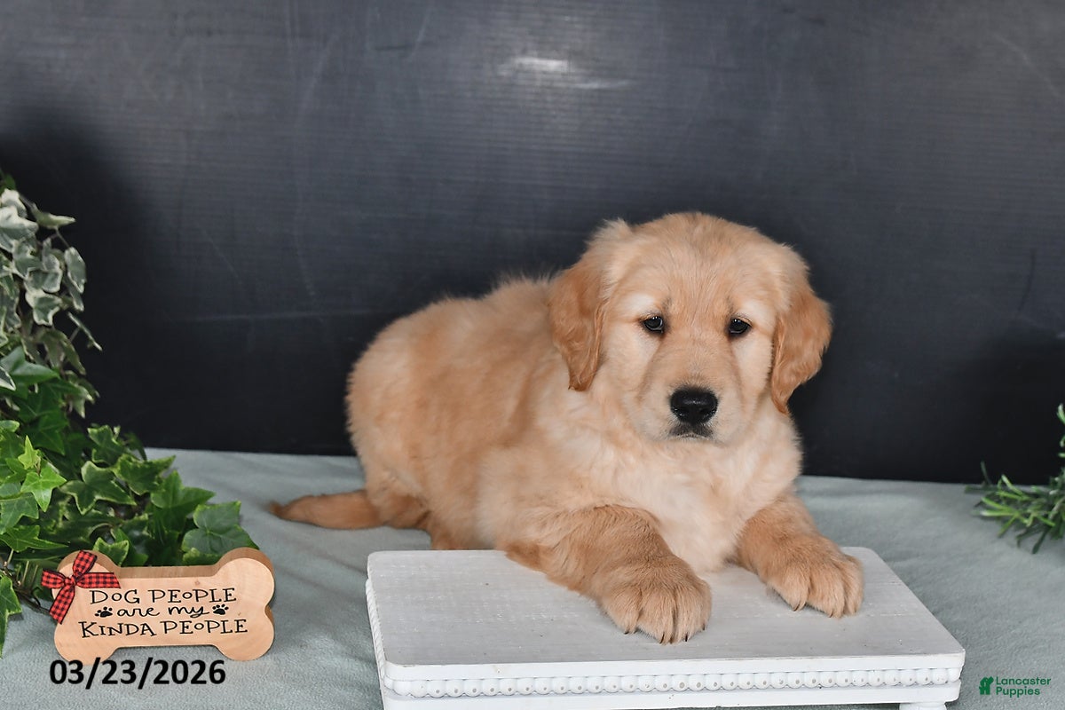Golden Retriever dogs Kathy - Ad 1
