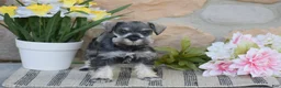 Miniature Schnauzer dogs for sale: Tinker - Ad 4