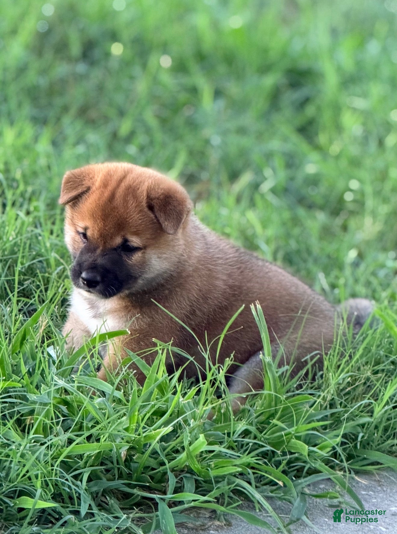 Shiba Inu dogs Shiba Inu 1 - Ad 1