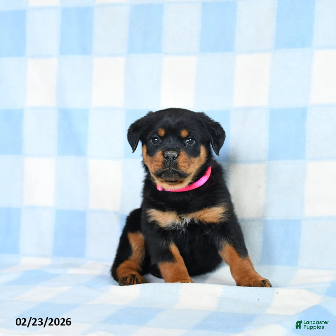 Rottweiler dogs for sale: Wren - Ad 3