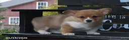 Welsh Corgi Pembroke dogs for sale: Bella - Ad 2