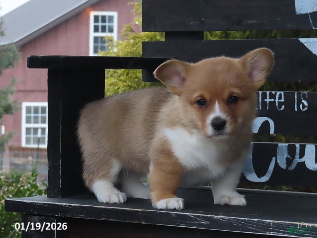 Welsh Corgi Pembroke dogs for sale: Bella - Ad 2