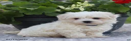 Maltese dogs for sale: Arlene - Ad 12