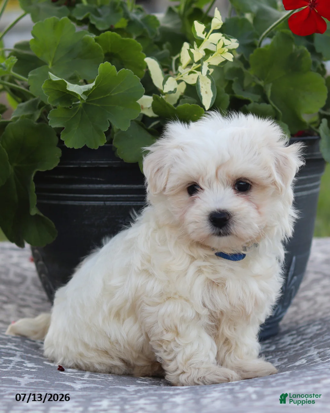 Maltese dogs for sale: Arlene - Ad 12