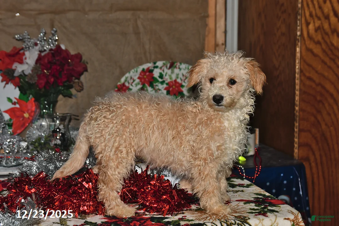 Bichpoo dogs for sale: Buster Brown - Ad 9