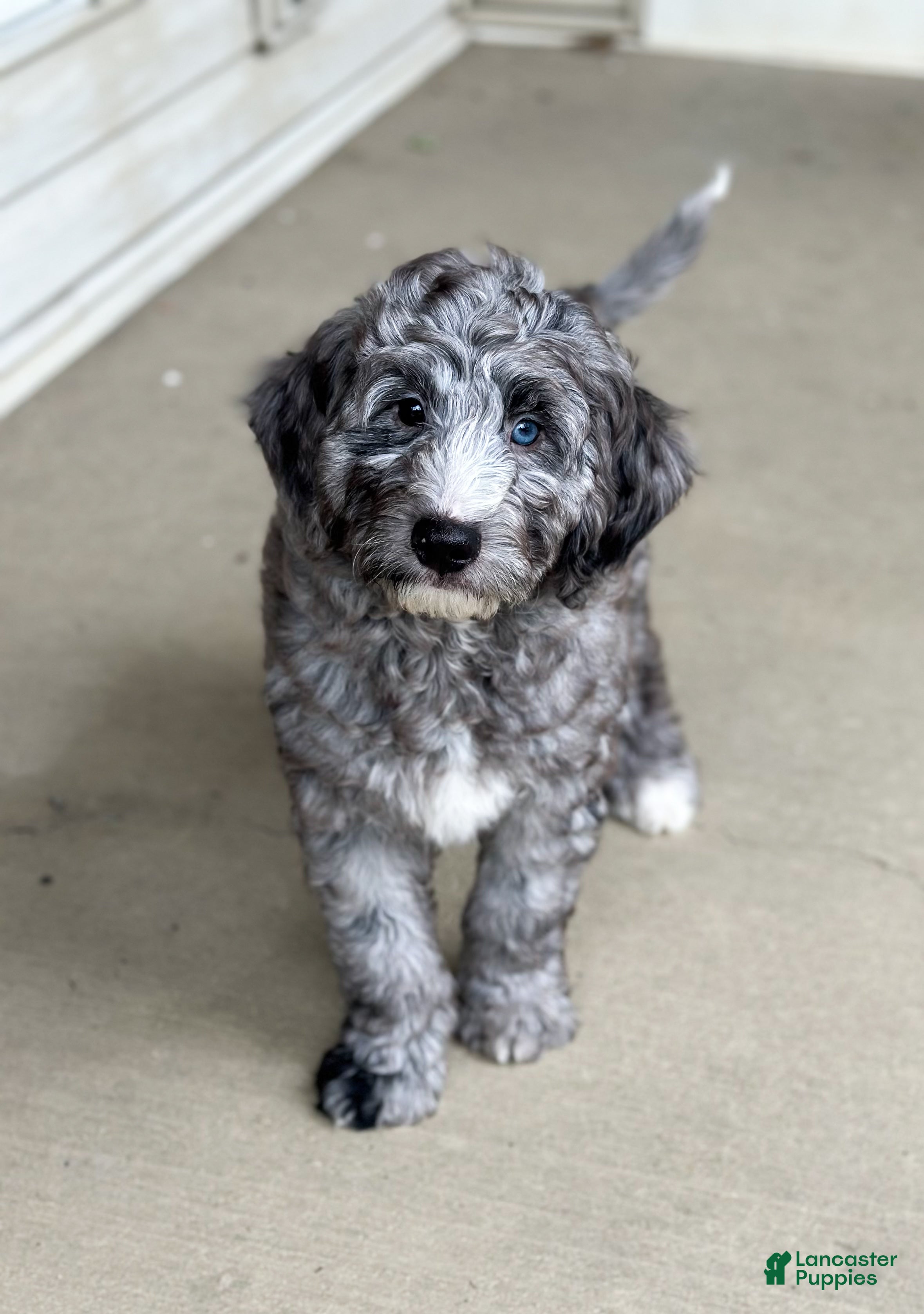 Mini Goldendoodle dogs Arrow - Ad 1