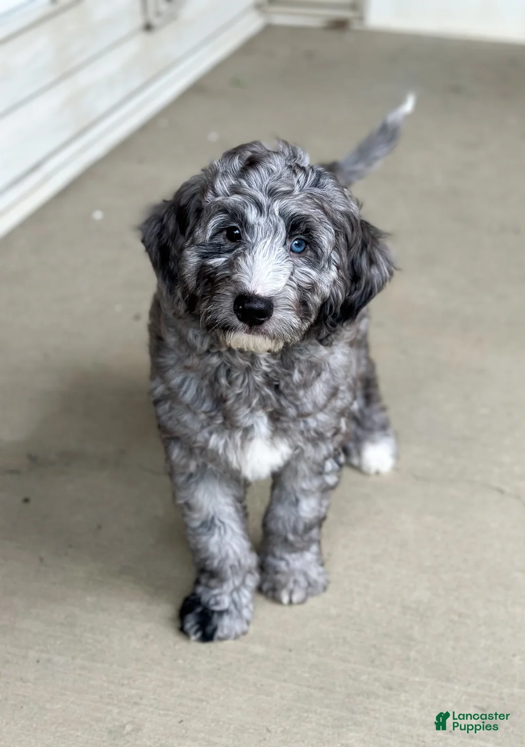 Mini Goldendoodle dogs for sale: Arrow - Ad 1