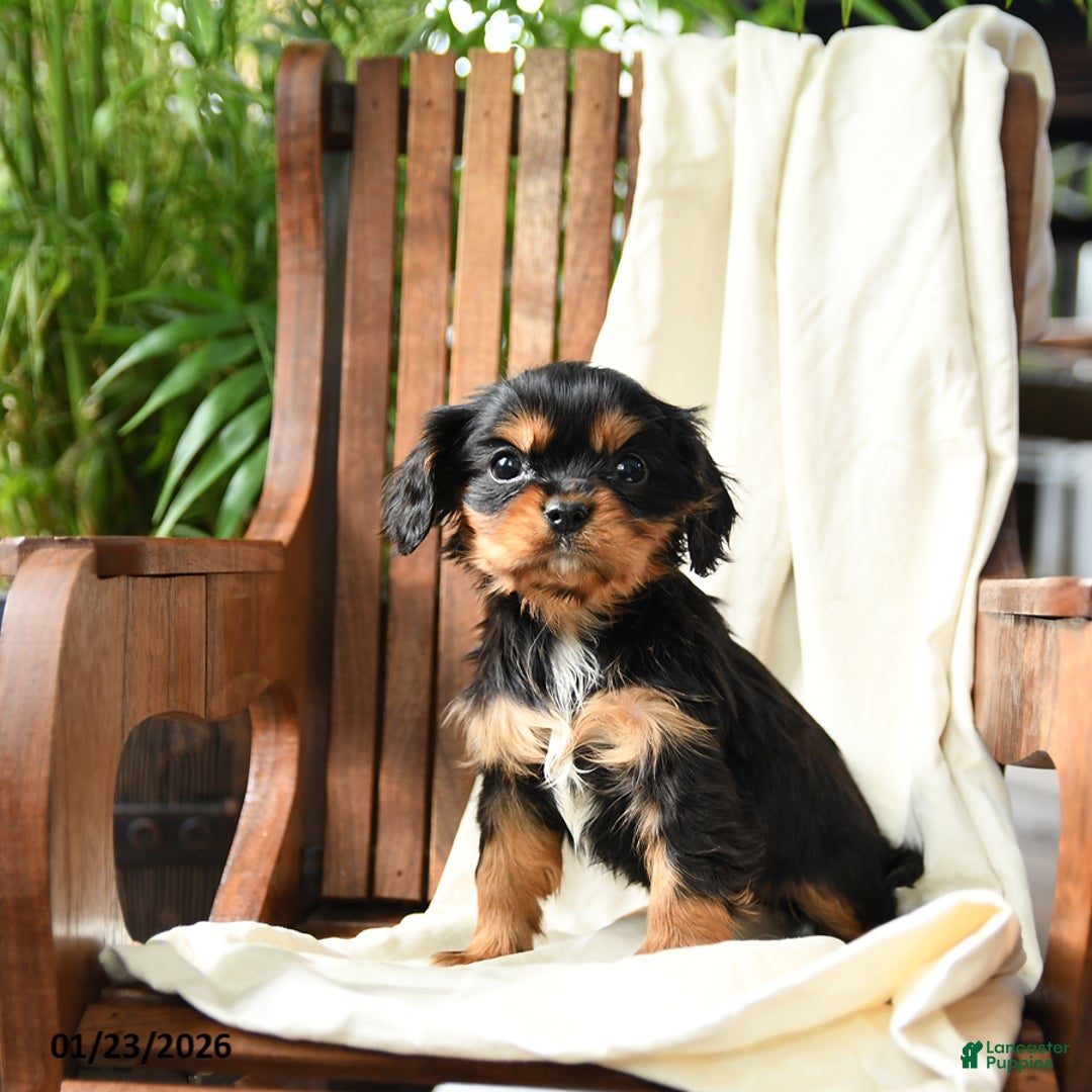 Cavalier King Charles Spaniel dogs for sale: Belle - Ad 1