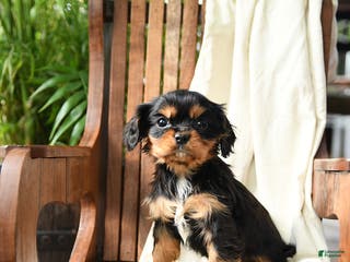 Cavalier King Charles Spaniel dogs Belle - Ad 7