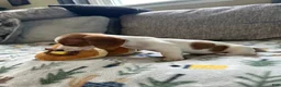 Miniature Dachshund dogs for sale: Twinkie🎀 - Ad 7