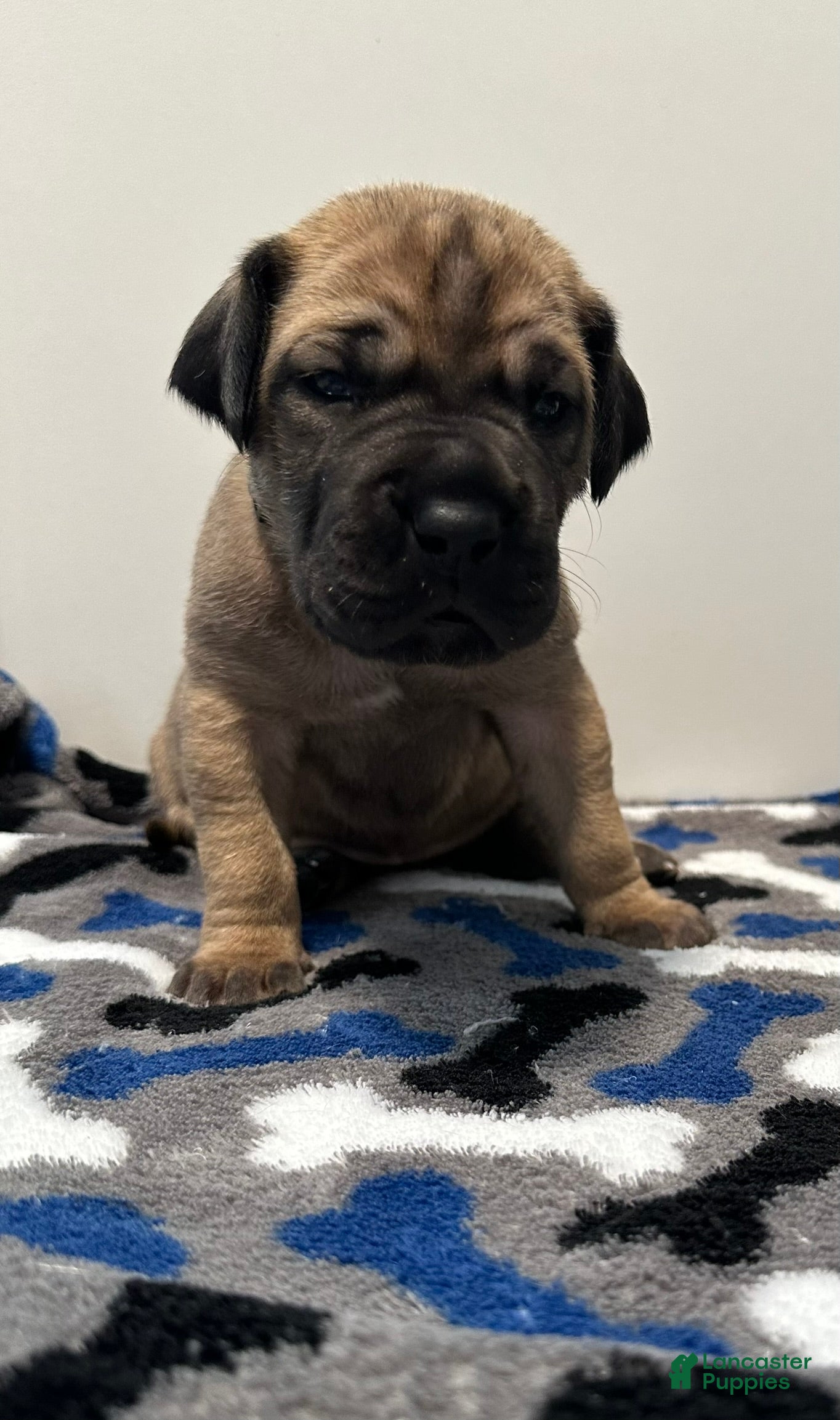 Great Dane dogs Gray Collar - Ad 4