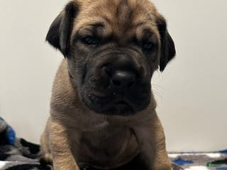 Great Dane dogs Gray Collar - Ad 5