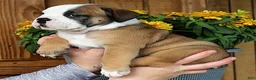 Olde English Bulldogge dogs for sale: Summit - Ad 4