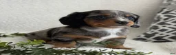 Miniature Dachshund dogs for sale: Tessa - Ad 6