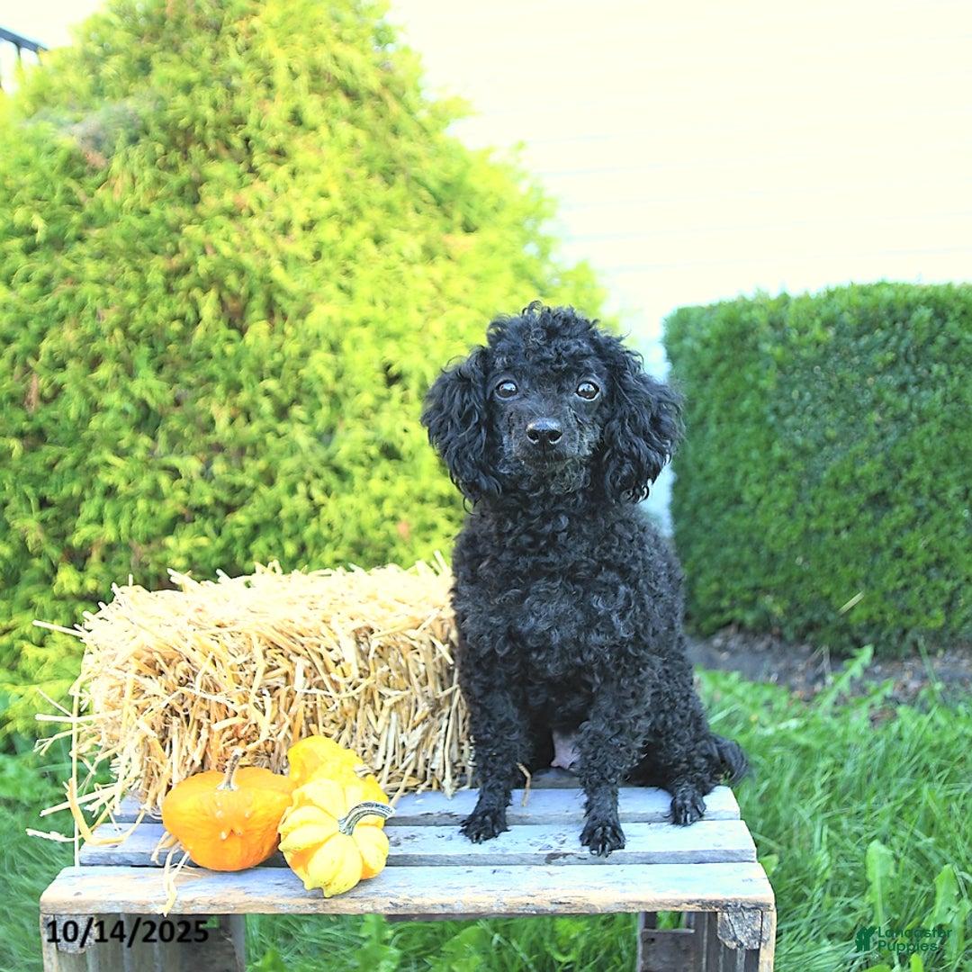 Havapoo dogs for sale: Princess EXTRA SMALL - Ad 11