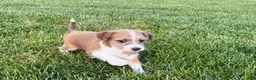 Mixed Breed dogs for sale: Italian greyhound/Havanese Cade  - Ad 5