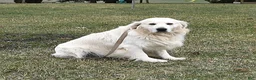 Golden Retriever dogs for sale: Tony - Ad 7