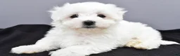 Maltese dogs for sale: Teddy - Ad 6