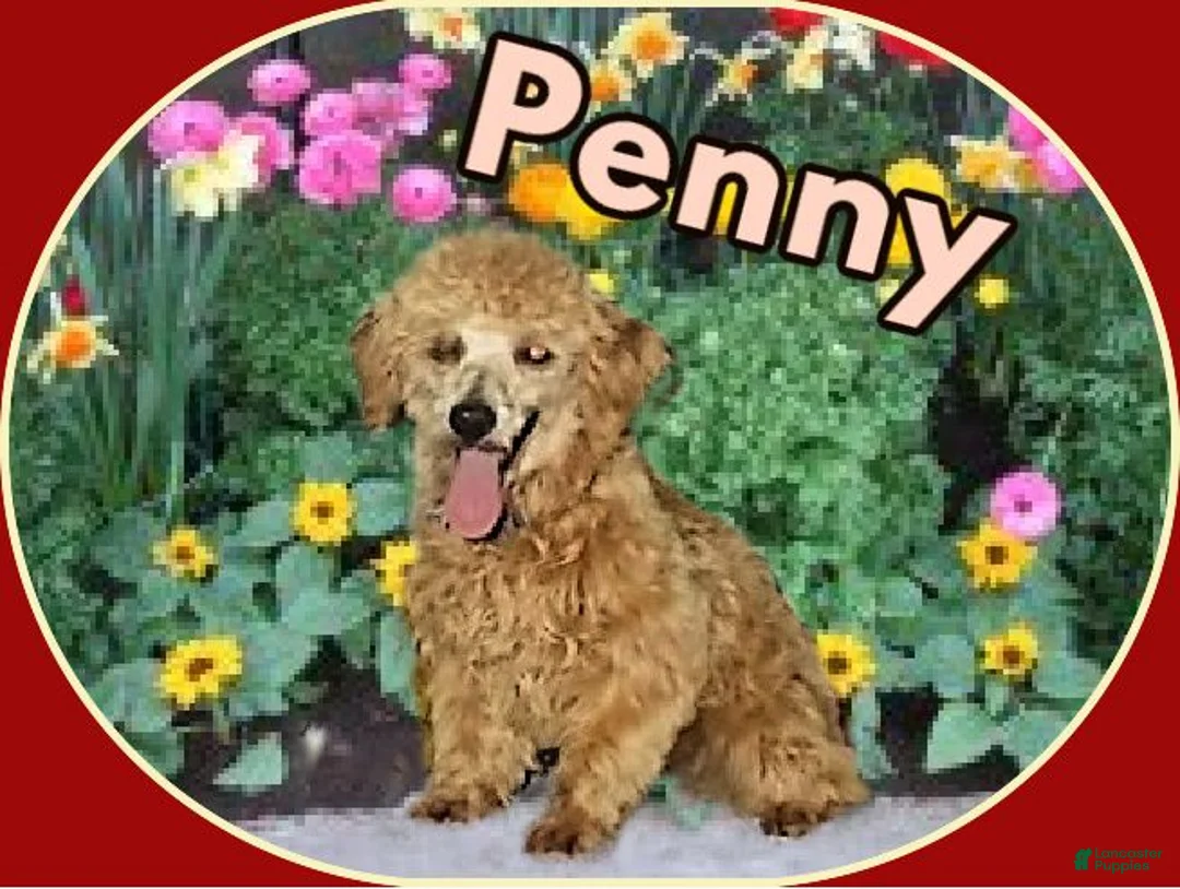 Yorkiepoo dogs for sale: Yorkiepoo 3 - Ad 2