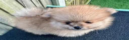Pomeranian dogs for sale: Kayla - Ad 21