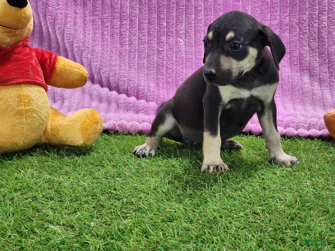 Catahoula Leopard Dog dogs for sale: Tess 2025 Female 1 - Ad 10