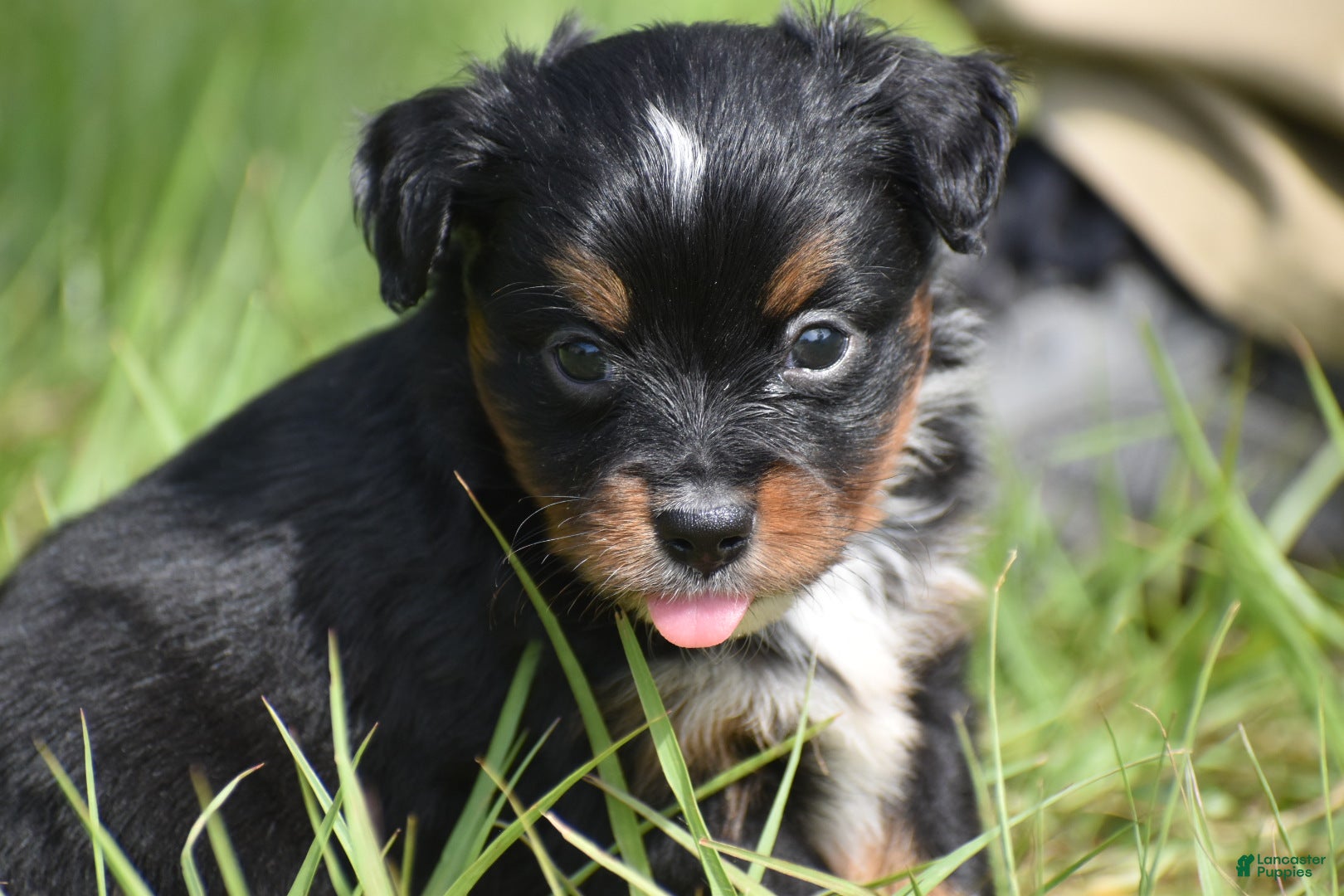Toy Australian Shepherd dogs for sale: Toy Australian Shepherd Puppy 1 - Ad 6
