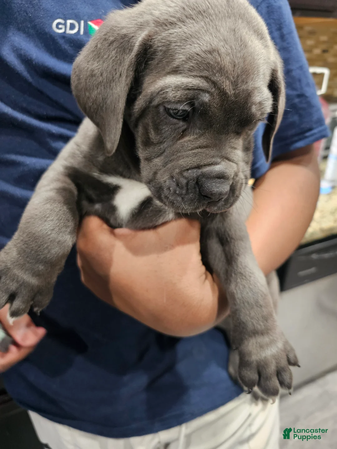 Cane Corso dogs for sale: Cane Corso Puppy 1 - Ad 2