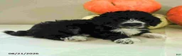 Mini Bernedoodle dogs for sale: Malik - Ad 3