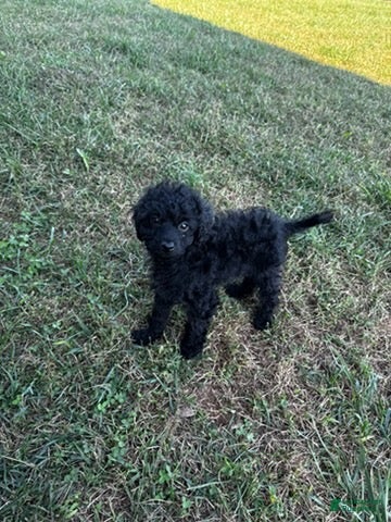 Cockapoo dogs for sale: Black Girl - Ad 1